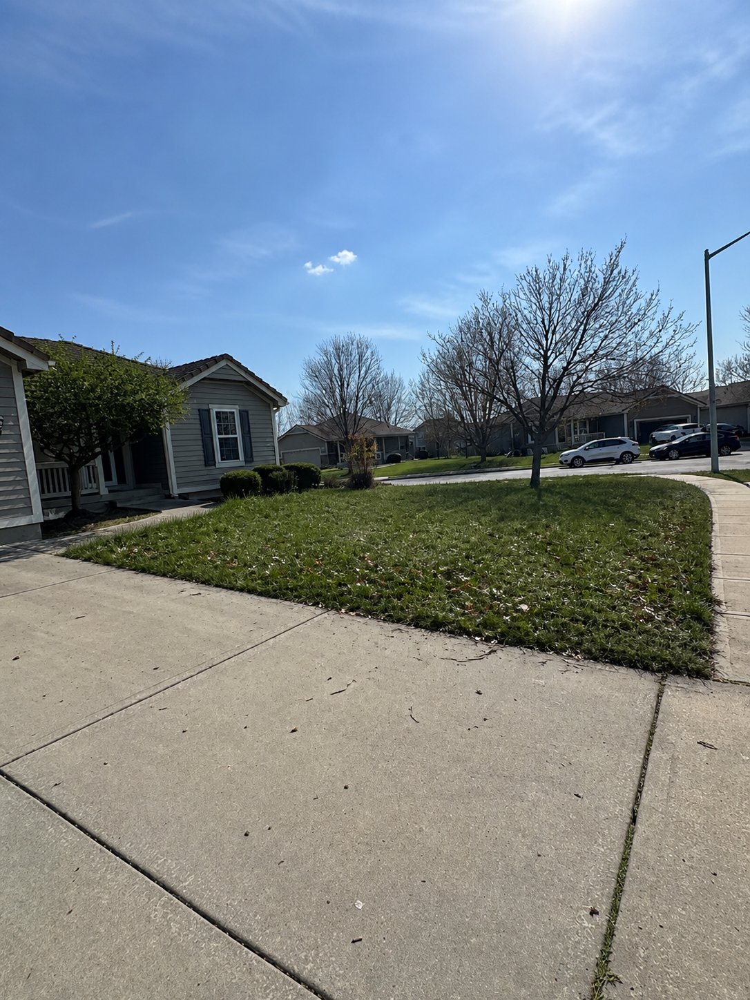 Lawn Cleanup before